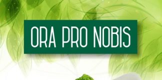 Ora-pro-nóbis e seus mais de 100 benefícios para a saúde, conheça o extrato em pó desta planta