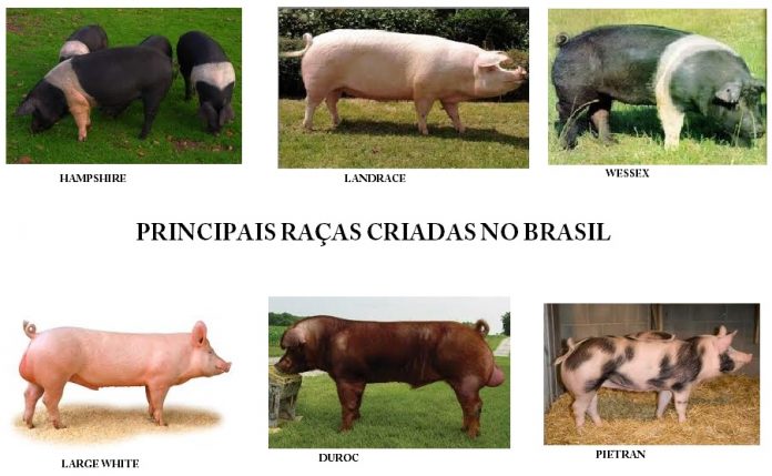Principais raças de suínos