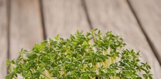 Agrião-do-seco – Lepidium sativum