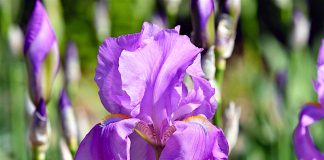 Íris – Iris germanica