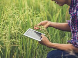 Big Data na agricultura: como utilizar dados para melhorar o campo?