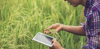 Big Data na agricultura: como utilizar dados para melhorar o campo?