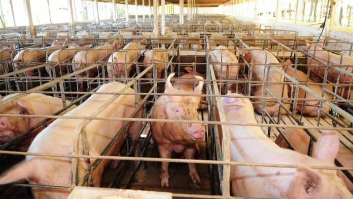 Exportações de carne suína crescem 41% em janeiro
