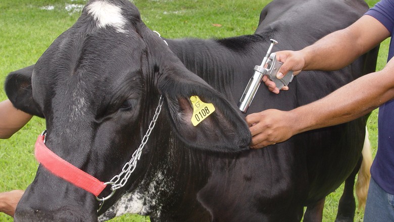 Vacinação contra a febre aftosa será antecipada no RS