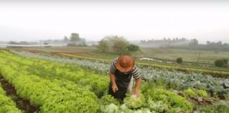 Parceria pretende facilitar acesso de agricultores familiares ao crédito rural