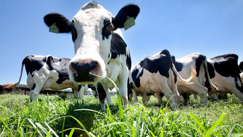 Estudo diz que proteína na urina da vaca previne alergias e cientistas querem criar "pílula do estábulo"