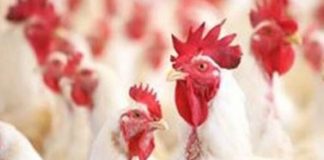 Mercado do frango com cotações estáveis ou em leve queda