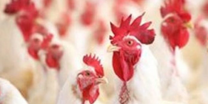 Mercado do frango com cotações estáveis ou em leve queda