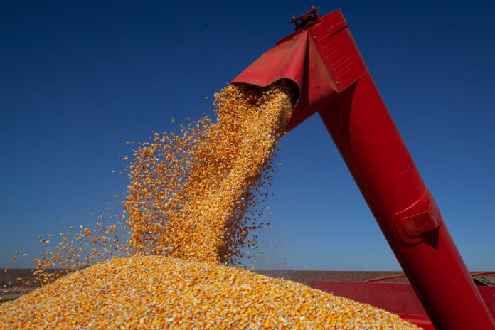 Milho: USDA projeta maior volume de safra e exportações para o Brasil em 2020/21