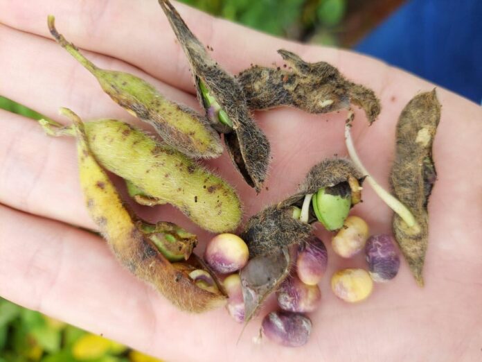Embrapa: apodrecimento de soja pode estar ligado a ambiente e cultivares sensíveis