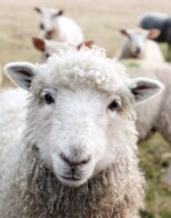 Criadores de ovinos e caprinos visam a mercado do Oriente Médio